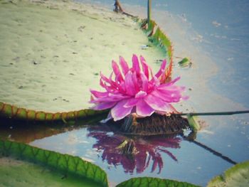 Close-up of water lily in pond