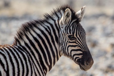 Close-up of zebra outdoors