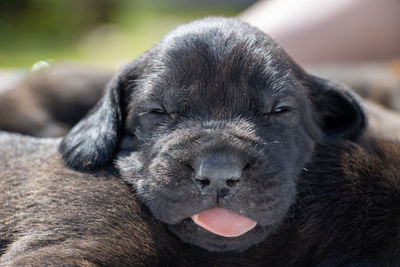 Close-up portrait of a dog