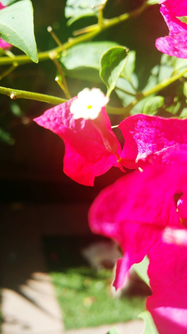 flower, petal, freshness, pink color, fragility, growth, close-up, beauty in nature, focus on foreground, flower head, leaf, nature, blooming, plant, pink, selective focus, in bloom, day, outdoors, park - man made space