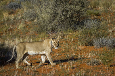 African lioness with tracking collar walking in kgalagadi transfrontier park, south africa