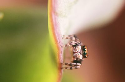 Close-up of bee