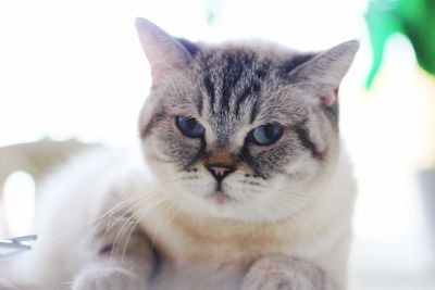 Close-up portrait of cat