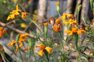 Close-up of yellow flowering plants