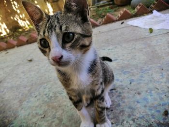 High angle portrait of cat on floor