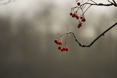 Close-up of red berries growing on tree