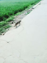 View of dog on road