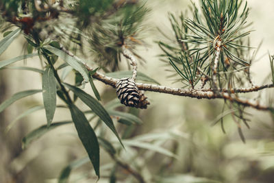 Close-up of insect on pine tree