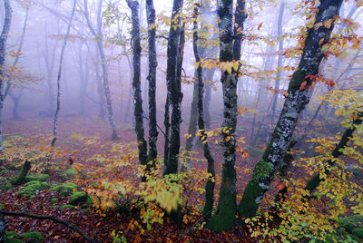 Trees in forest during autumn
