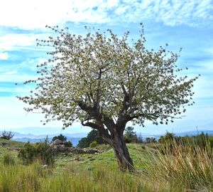 Tree on field against sky