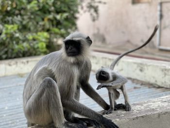 Monkeys sitting outdoors