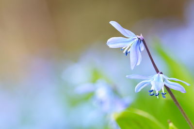 Close-up of purple flowering plant