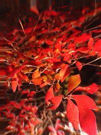 Close-up of red maple leaves