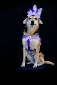 High angle view of dog sitting against black background