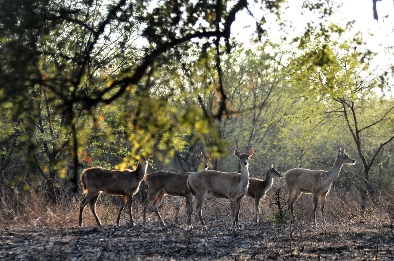 DEER IN A FOREST