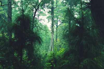 View of trees in forest