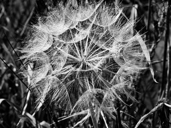 Close-up of dandelion flower