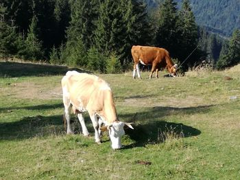 Cow grazing in field