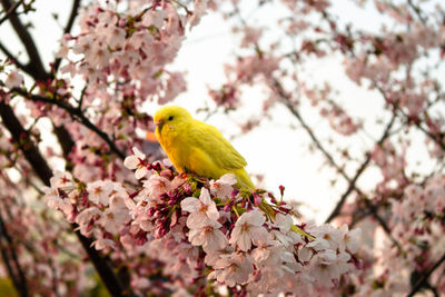 Bird perching on cherry tree