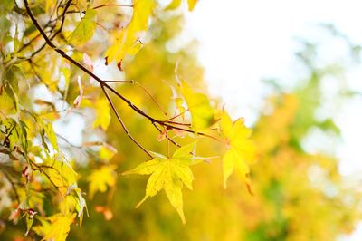 Close-up of yellow leaves on tree