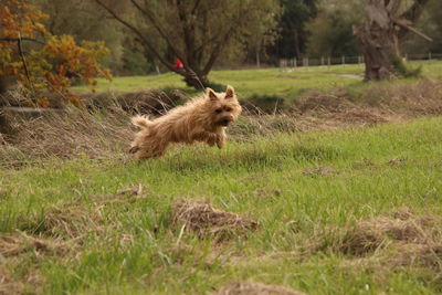 View of a dog on field