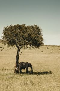 Tree on field against clear sky