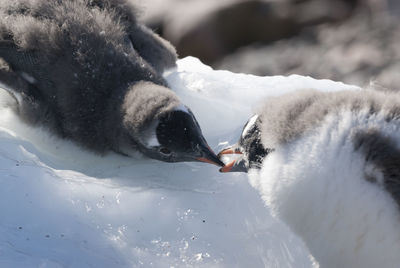 Close-up of penguin