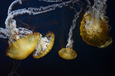 Jellyfish swimming at aquarium