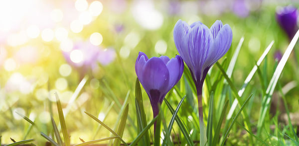 Close-up of purple crocus flowers on field