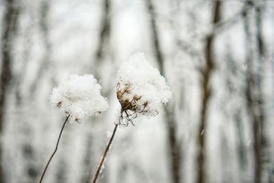 Close-up of frozen plant during winter