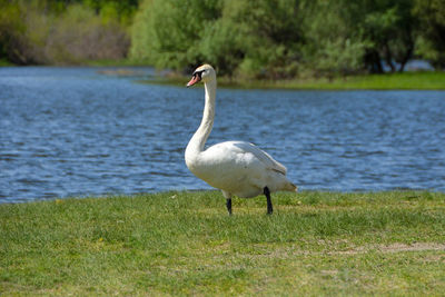 A white swan is walking up the grassy slope of a riverbank