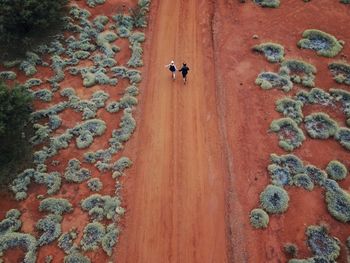 High angle view of dog on street