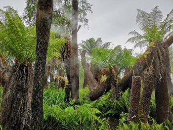 Trees growing in forest against sky