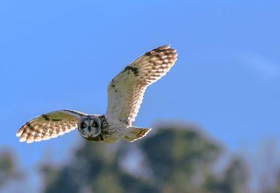 Low angle view of eagle flying in sky