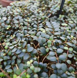 High angle view of insect on plant