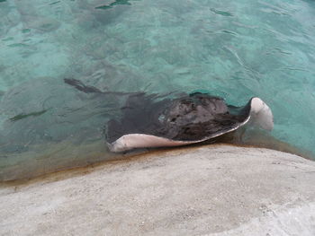 High angle view of turtle in sea