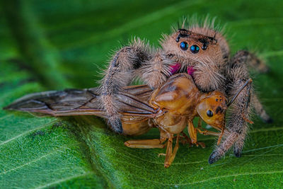 Close-up of insect