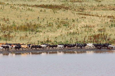 Scenic view of lake