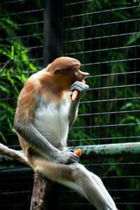 Close-up of monkey