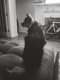 Dog relaxing at home