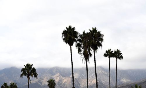 Palm trees against sky