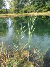 Scenic view of lake in forest