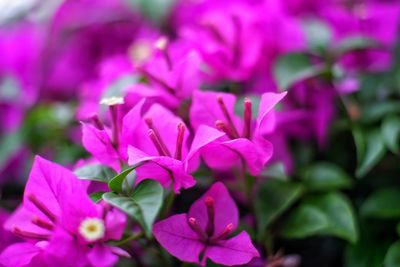 Close-up of pink flowering plant