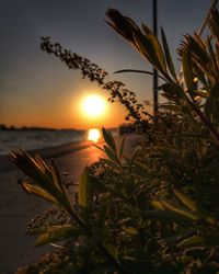 Close-up of plants against sea during sunset