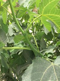 Close-up of fresh green plant on field