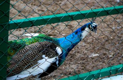 Close-up of peacock on chainlink fence at zoo