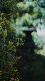 Close-up of plant in sunlight