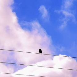 Low angle view of bird perching on cable against sky