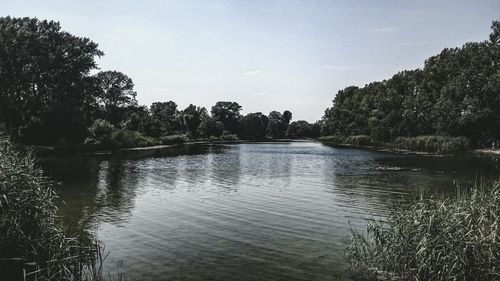 Reflection of trees in water