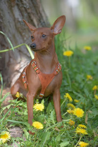 Close-up of a dog on field